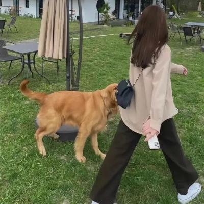 沙漠生存者：阿拉伯狼
